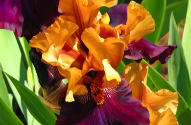 Iris